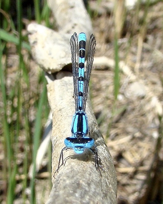 common blue damselfly